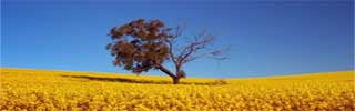 Arbol solitario